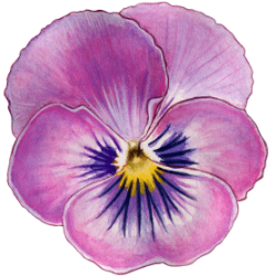 A Pansy Flower